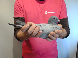 Pigeon image