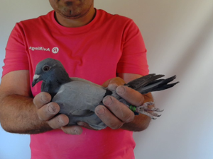 Pigeon image