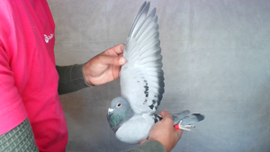Pigeon image