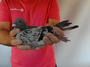 Pigeon image
