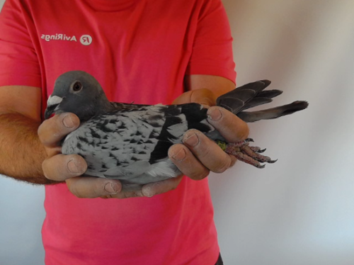 Pigeon image