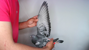 Pigeon image