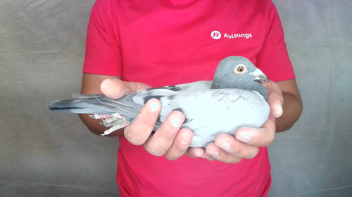 Pigeon image