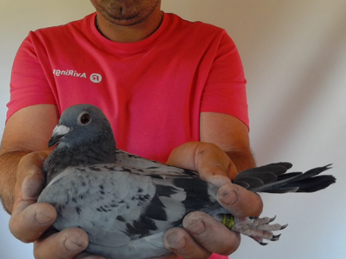 Pigeon image