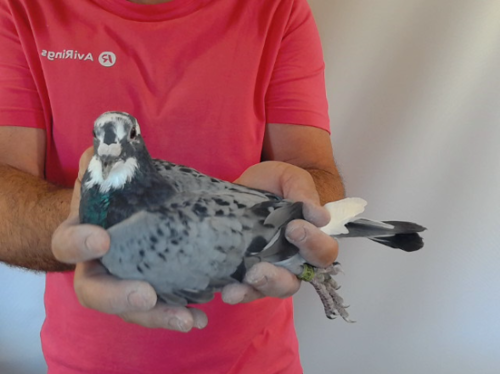 Pigeon image