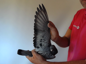 Pigeon image