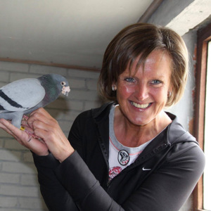 Pigeon image