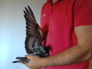 Pigeon image