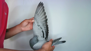 Pigeon image