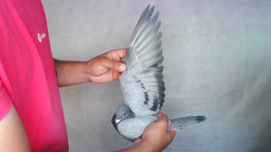 Pigeon image