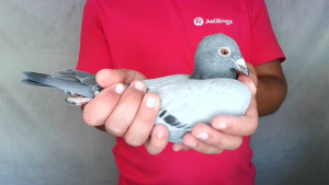Pigeon image