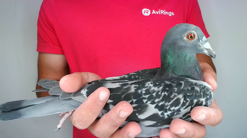Pigeon image