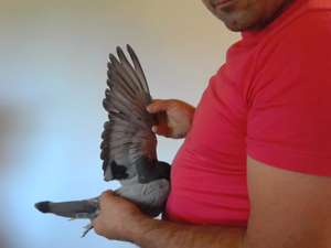 Pigeon image