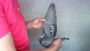 Pigeon image