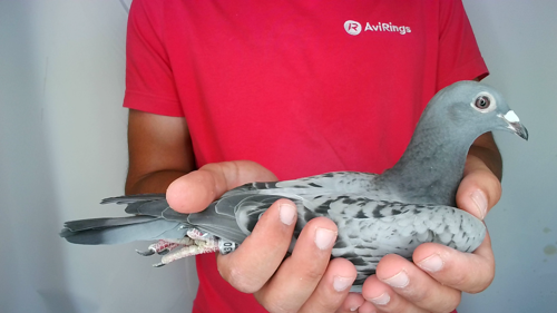 Pigeon image