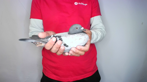 Pigeon image