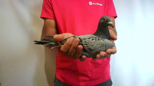 Pigeon image