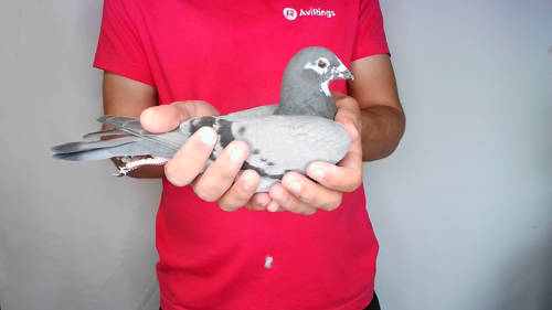 Pigeon image