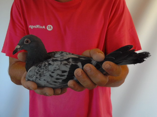 Pigeon image