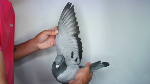 Pigeon image