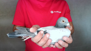Pigeon image