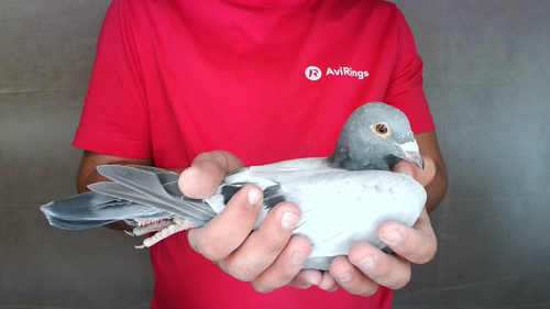 Pigeon image