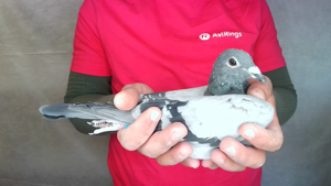 Pigeon image