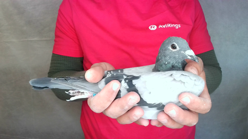 Pigeon image