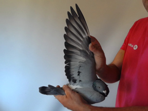 Pigeon image