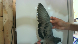 Pigeon image