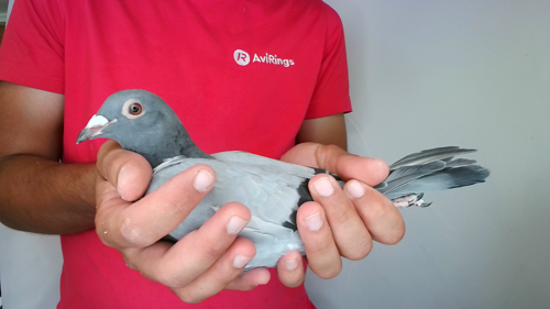 Pigeon image