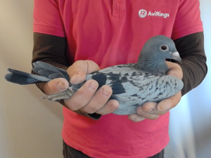 Pigeon image