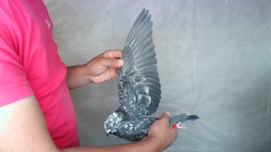 Pigeon image