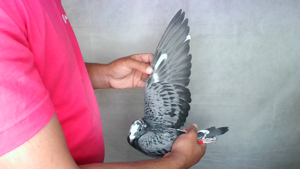 Pigeon image