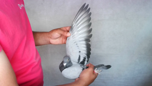 Pigeon image
