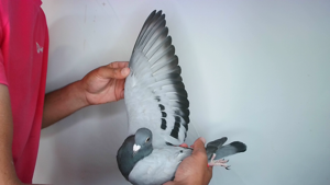 Pigeon image