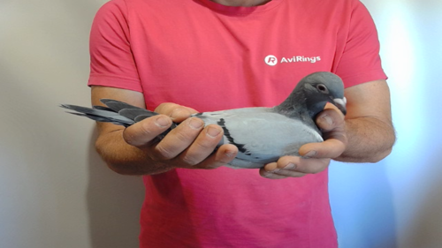 Pigeon image