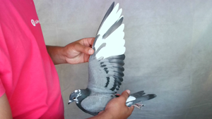 Pigeon image