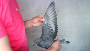 Pigeon image