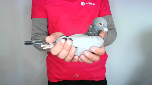 Pigeon image