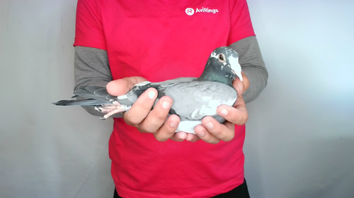 Pigeon image