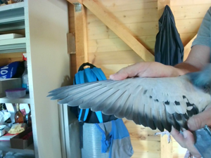 Pigeon image