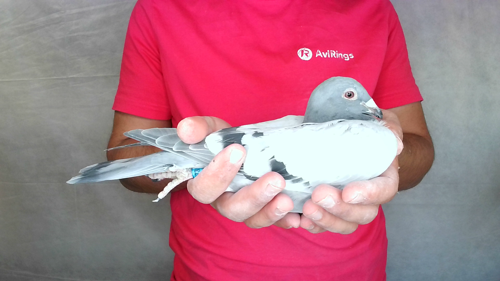 Pigeon image