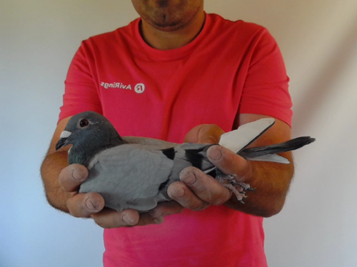Pigeon image