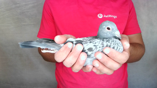 Pigeon image