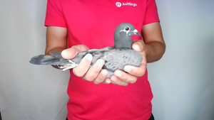 Pigeon image