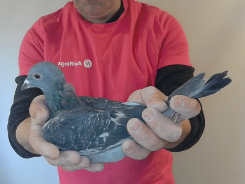 Pigeon image