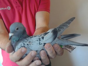 Pigeon image