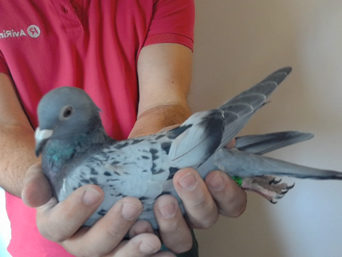 Pigeon image