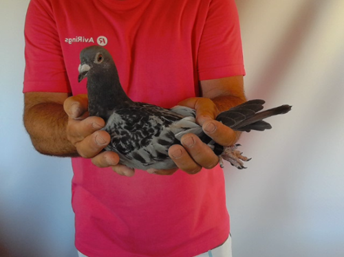 Pigeon image